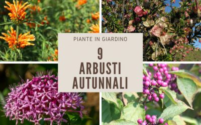 Arbusti autunnali