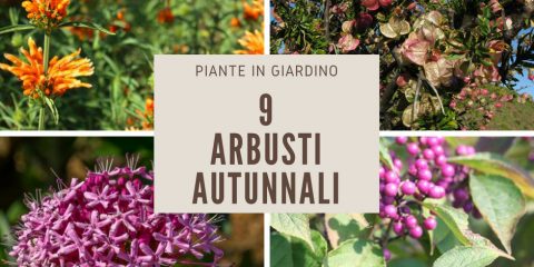 Arbusti autunnali