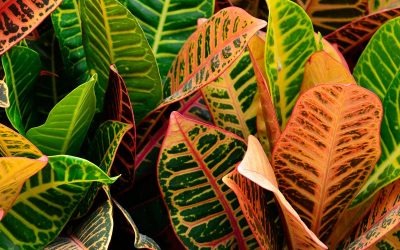 croton