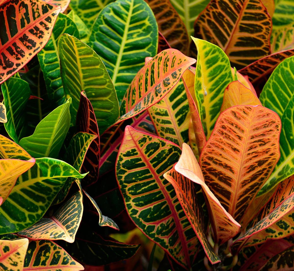 croton