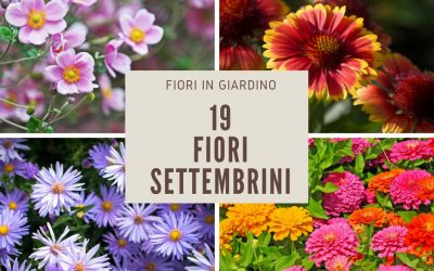 fiori di settembre