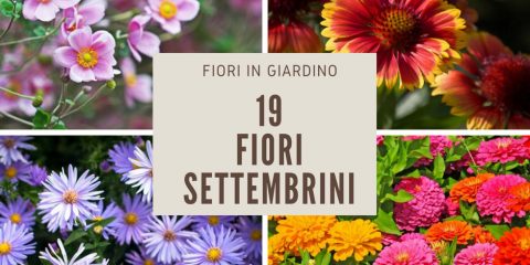 fiori di settembre