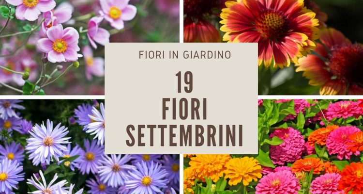 fiori di settembre