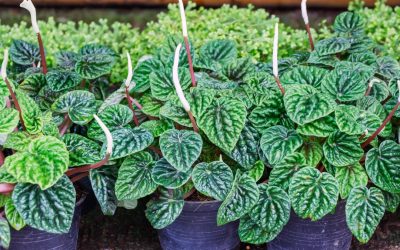 peperomia