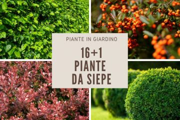 piante da siepe