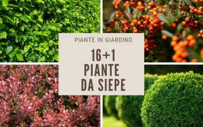 piante da siepe