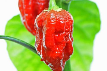 carolina reaper