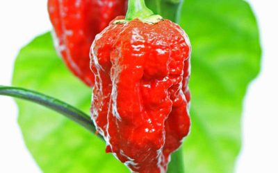 carolina reaper
