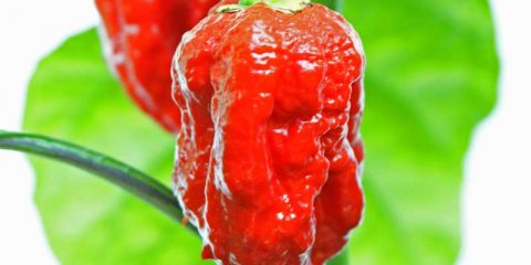 carolina reaper