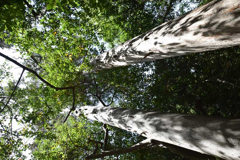 Bagolaro un albero imponente e dai mille utilizzi