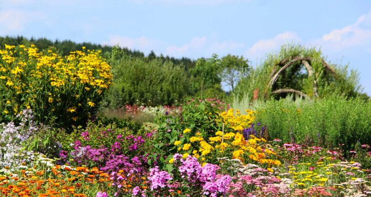 fiori autunnali