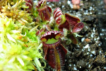 Cephalotus follicularis