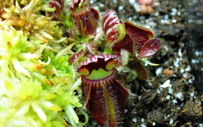 Cephalotus follicularis