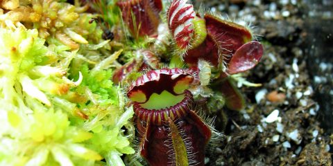 Cephalotus follicularis