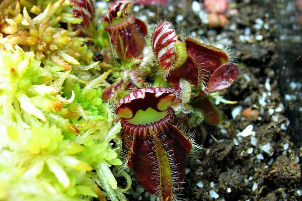 Cephalotus follicularis
