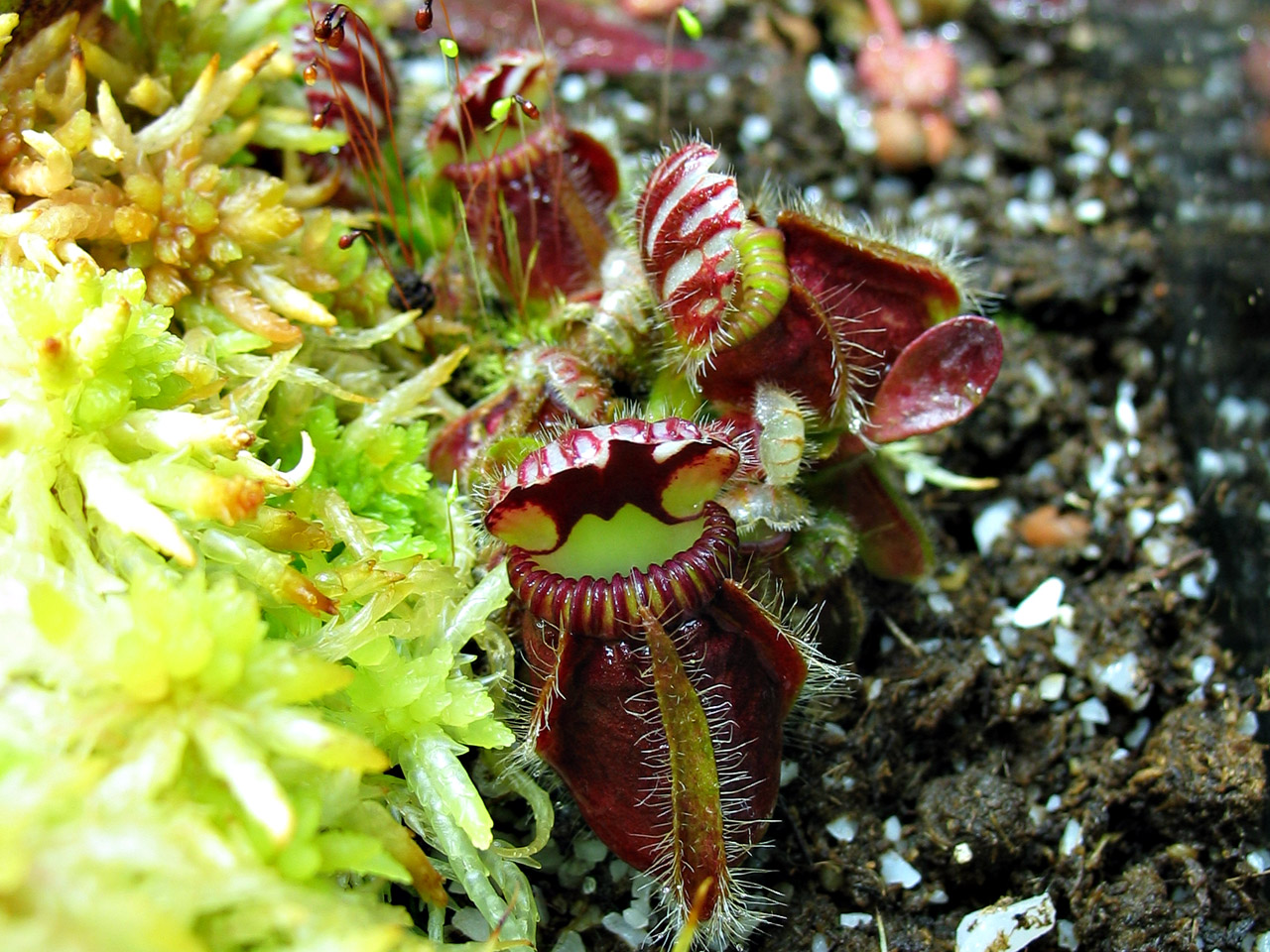 Cephalotus follicularis