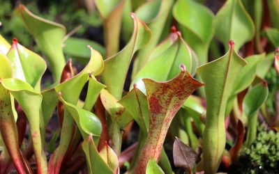 Heliamphora