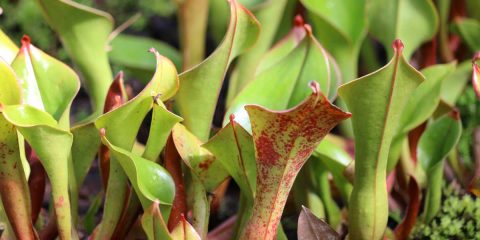 Heliamphora