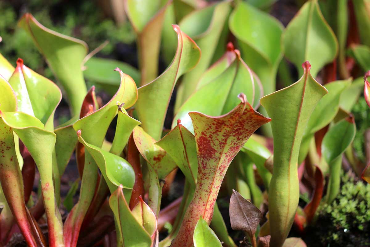 Heliamphora