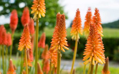 Kniphofia