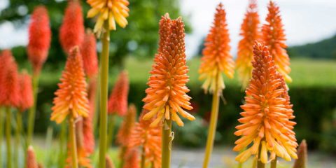 Kniphofia