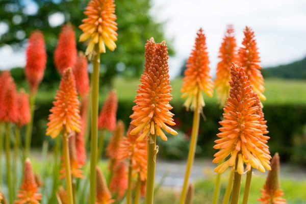 Kniphofia