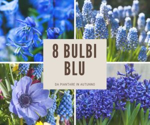 3 Bulbi Di Gladiolo Veri – Piante Erbacee Perenni Per Giardino, Fiori Recisi Durevoli, Da Piantare In Pieno Sole, Altezza 36-48 Pollici