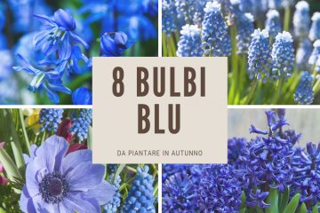 bulbi blu