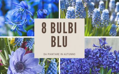 bulbi blu