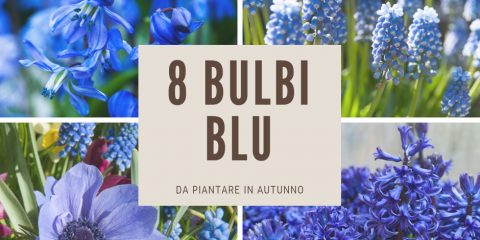 bulbi blu