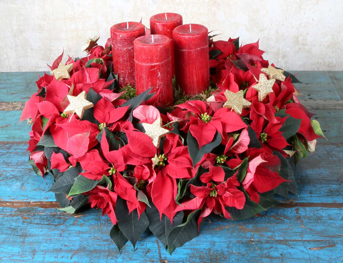 Stelle Di Natale.Ghirlanda Fai Da Te Con La Stella Di Natale Fai Da Te In Giardino