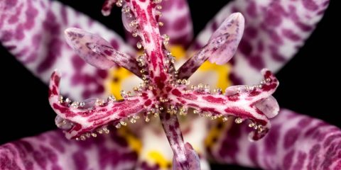 Tricyrtis Formosana