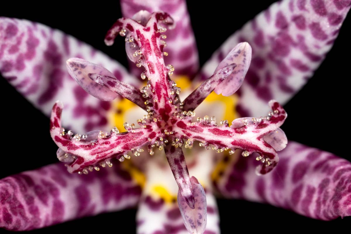 Tricyrtis Formosana