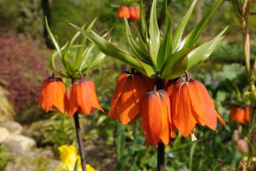 fritillaria imperialis