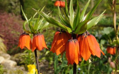 fritillaria imperialis