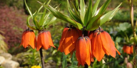 fritillaria imperialis