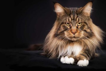 maine coon