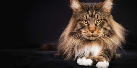 maine coon