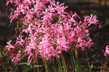 nerine