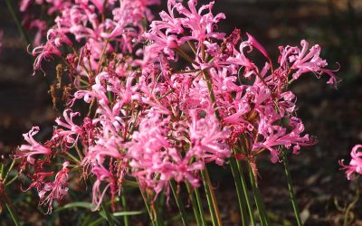 nerine