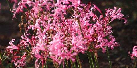 nerine