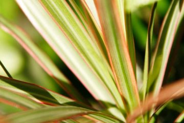 phormium lino pianta