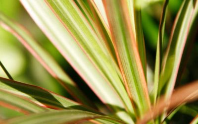 phormium lino pianta