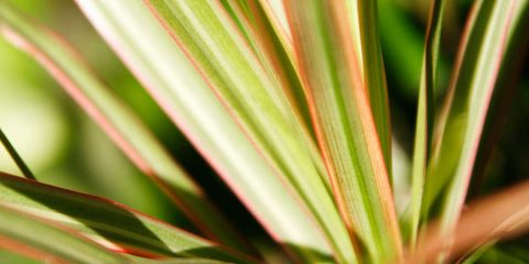 phormium lino pianta