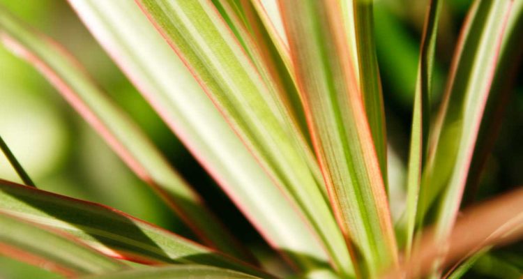 phormium lino pianta