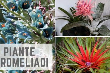 piante Bromeliadi