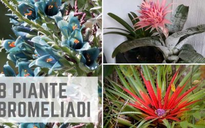 piante Bromeliadi