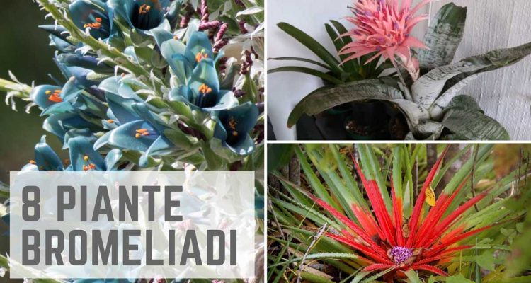 piante Bromeliadi