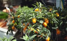 ricco raccolto ricco di vitamina C super delizioso dolce-Saur Albero Pomodoro tamarillo