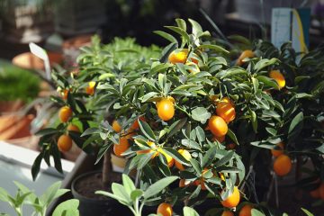 mandarino cinese Kumquat
